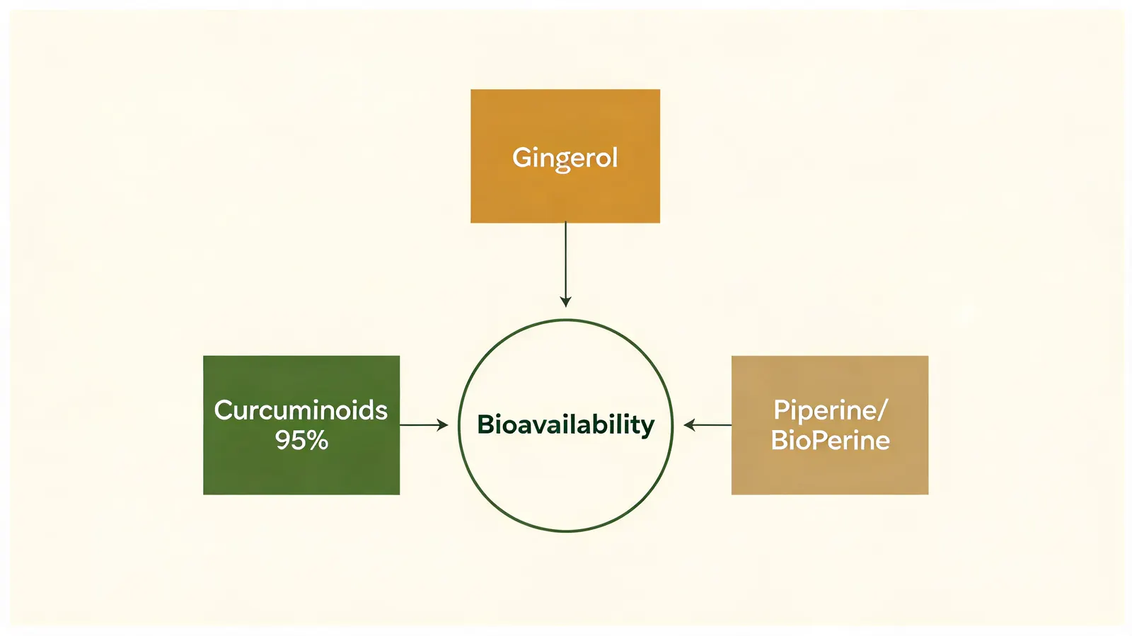 Simple diagram showing curcuminoids, gingerol, and piperine arrows converging into a single absorption pathway