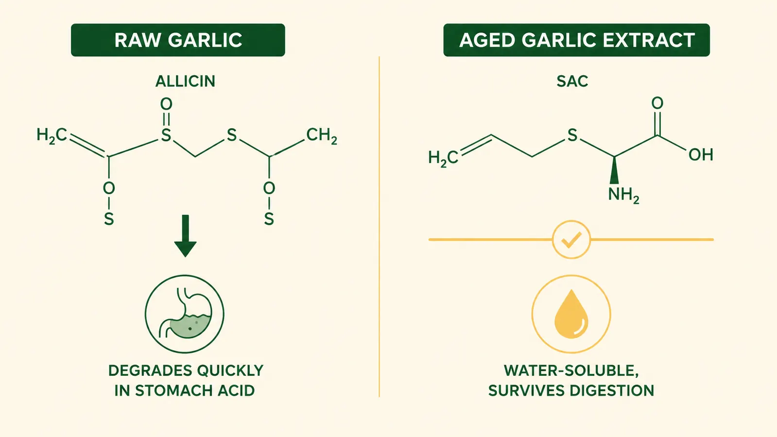 Side-by-side diagram comparing allicin stability from raw garlic versus S-allyl cysteine stability from aged garlic extract over time