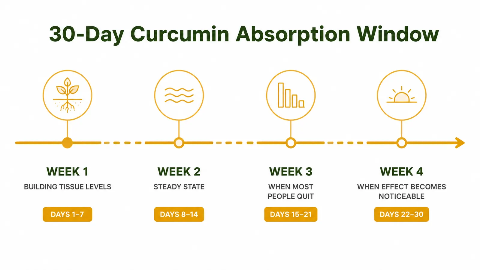 Timeline graphic showing a 30-day curcumin absorption window from week one through week four